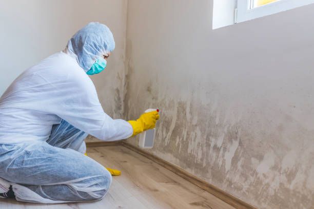 Licensed Mold Testing service in Coopersville, MI - WQB Mold Removal